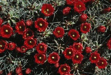 Bordo-cup kirpi kaktüs