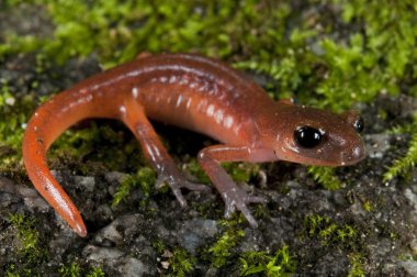 yosunlu kayanın üzerinde tünemiş monterey ensatina