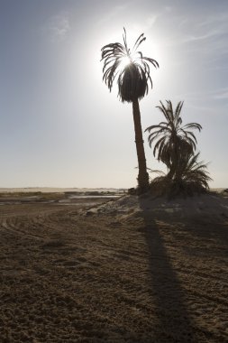 çöl kumları palmiye ağaçlarında ölüyor