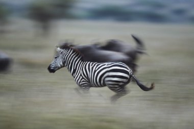Zebralar tarlada, serengeti Milli Parkı, Tanzanya, Afrika çalışan