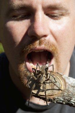 adam bir tarantula yemek gibi. Manica, Mozambik, Afrika