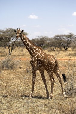 zürafa - samburu Ulusal rezerv, kenya, Afrika