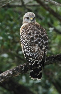 bir dal üzerinde tünemiş kırmızı omuzlu Şahin (buteo lineatus)