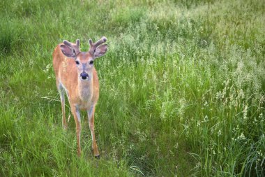 Ak kuyruklu geyik, yeşil çim
