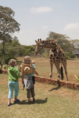 Rothschild zürafa, nairobi, kenya, Afrika arayan çocuk