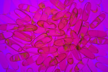Omega 3 jel hapları pembe-mavi filtreli