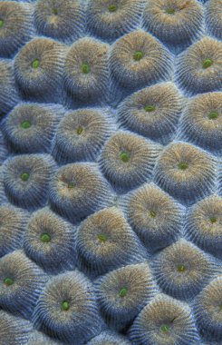 mercan yakın çekim