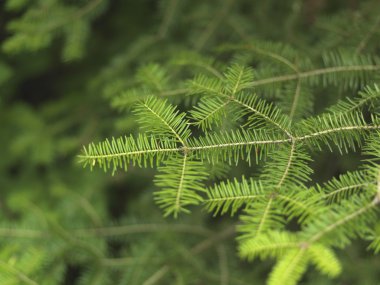 bir yaprak dökmeyen ağaç dalları