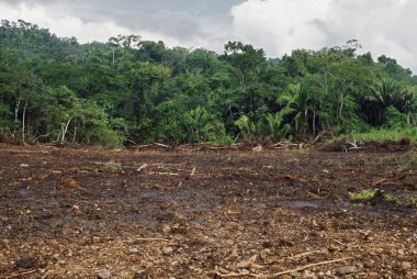 tropikal orman makinaları, belize temizlenir