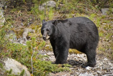 Amerikan kara ayısı (ursus americanus). Alberta, Kanada