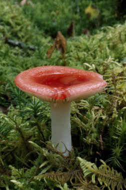 yağmur suyu, katami Milli Parkı, alaska mantar yakalar