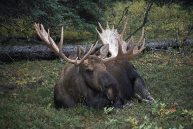Boğa geyiği (alces alces)