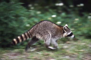 Kar Kazları (chen caerulescens)