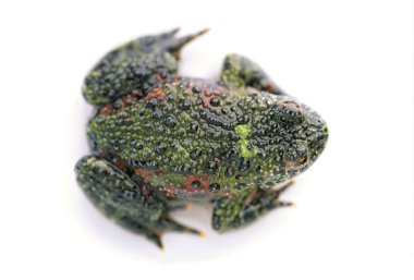 firebelly kurbağa'nın arka