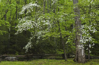 Flowering Dogwoods clipart