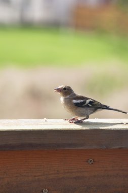 ispinoz (fringilla coelebs)