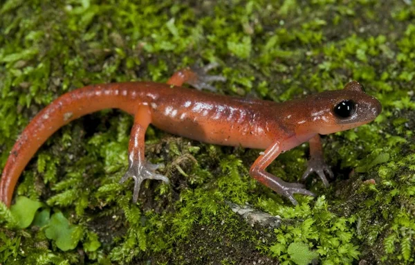 Monterey Ensatina Perched On A Mossy Rock — Stock Photo, Image