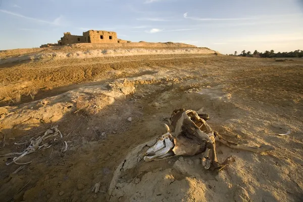 Ruttnande kadaver av en ko i utkanten av siwa stad, siwa oasis, Egypten — Stockfoto
