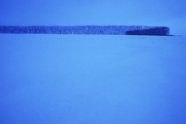 Campo innevato con fila di alberi — Foto Stock