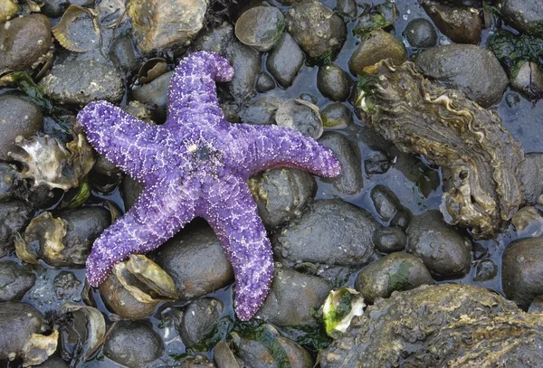 Dettaglio di Purple Starfish — Foto Stock