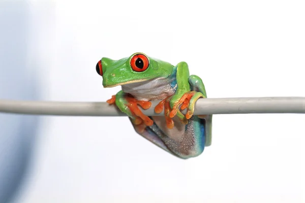 Grenouille à yeux rouges — Photo