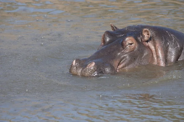 Hroch ve vodě, masai mara, Keňa, Afrika — Stock fotografie