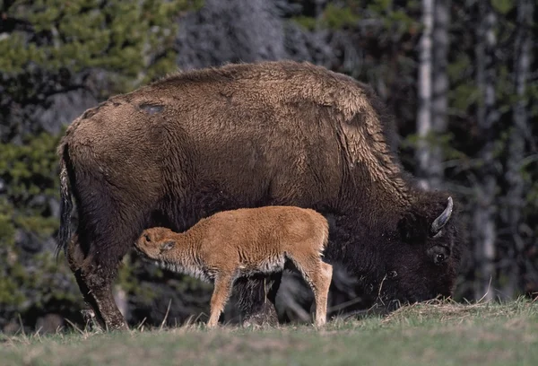Bison enfermería joven becerro (bisonte bisonte ) — Foto de Stock