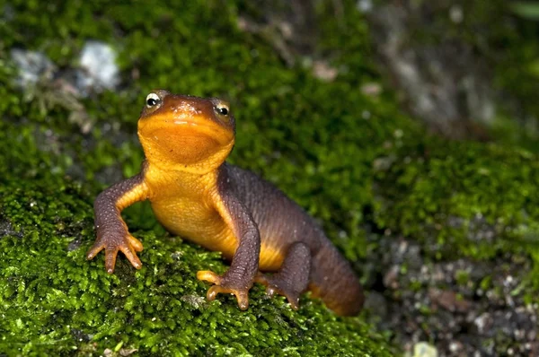 Tritone dalla pelle ruvida (Taricha Granulosa ) — Foto Stock