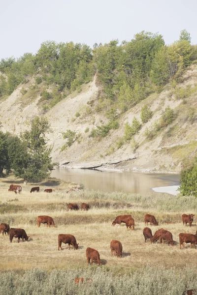 Viehweiden in einem Flusstal, südliche Alberta, Kanada — Stockfoto