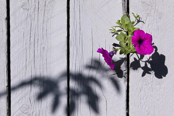 Petunia che cresce attraverso una recinzione. Edmonton, Alberta, Canada — Foto Stock