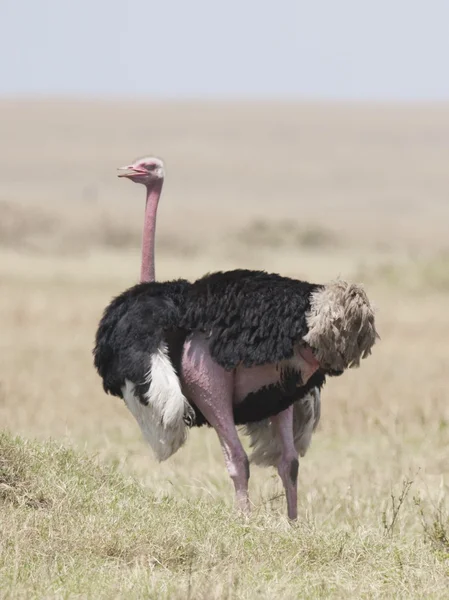 Erkek Devekuşu, Masai Mara, Kenya, Afrika — Stok fotoğraf