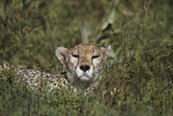 Cheetah liggande i vegetation, Östafrika — Stockfoto