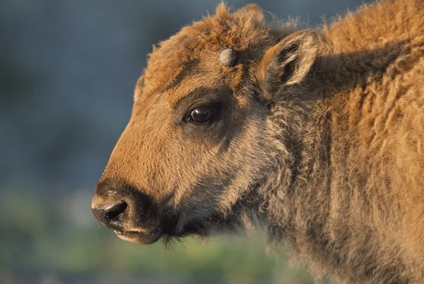 Bisonkalb (Bisonbison), Yellowstone-Nationalpark, Wyoming, USA — Stockfoto