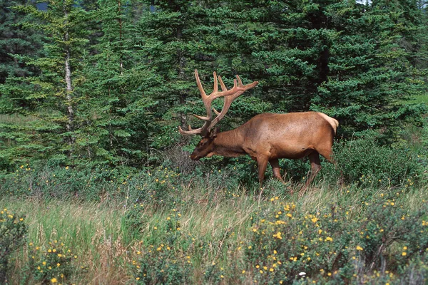 Älg i skogen — Stockfoto