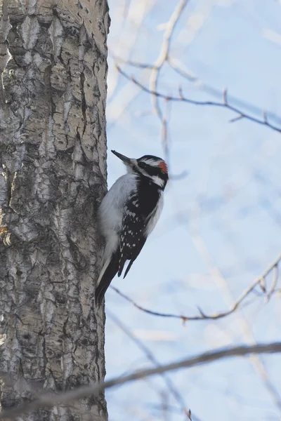 Hackspett (picidae) på ett träd — Stockfoto