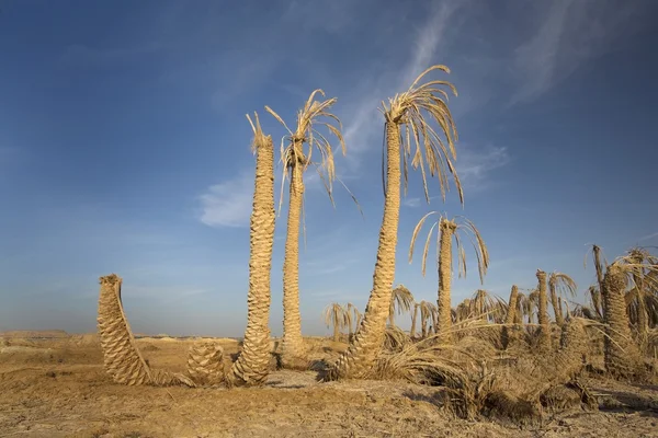 Stervende palmbomen in het woestijnzand — Stockfoto