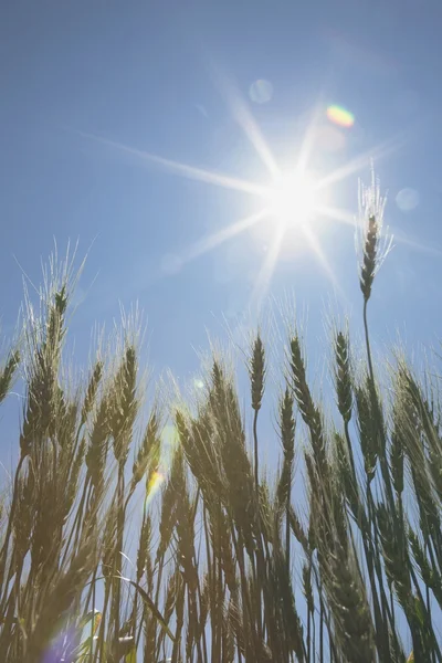 Green Wheat Field, Central Alberta, Canada — Stock Photo, Image