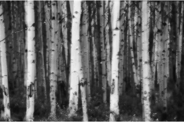 Wald mit Laubbäumen — Stockfoto