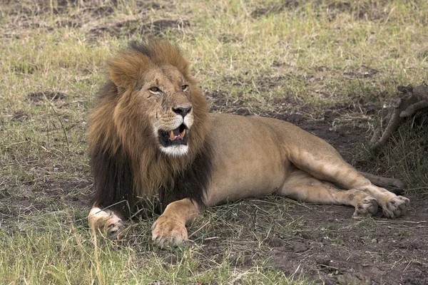 Lew patrząc na równinach Afryki — Zdjęcie stockowe
