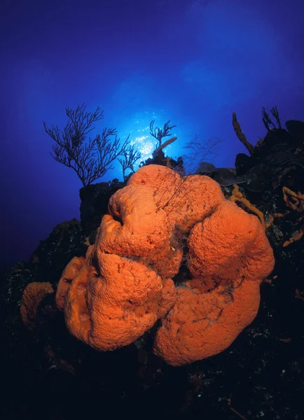 Orangenkoralle in der Meerestiefe — Stockfoto