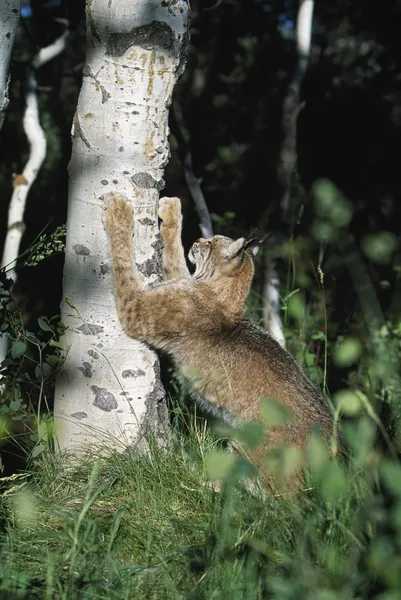 Hiúz (felis lynx) karmoló karmok aspen fa — Stock Fotó