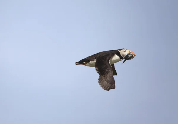 Puffin の口の中に魚を飛んで — ストック写真