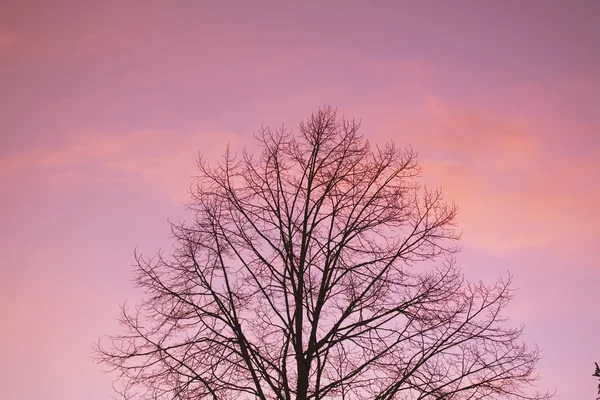 Silhuett av tre ved solnedgang – stockfoto