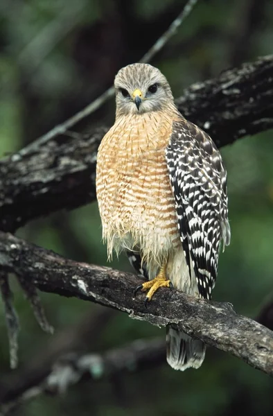 Rode schouders hawk zat op tak — Stockfoto