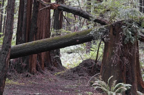 Kustnära redwood forest i santa cruz county — Stockfoto