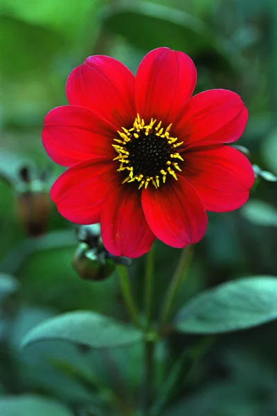 Flor roja — Foto de Stock