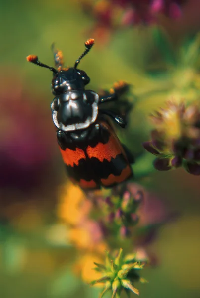 Escarabajo carión negro y rojo en planta —  Fotos de Stock