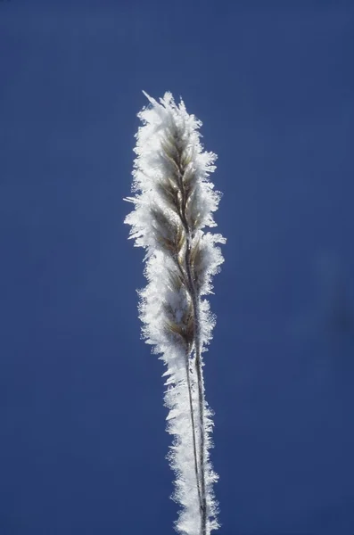 Hoarfrost On Grass Seed Top — Stock Photo, Image