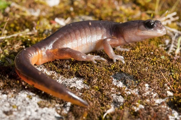 Ensatina aux yeux jaunes assise sur un rocher mousseux — Photo