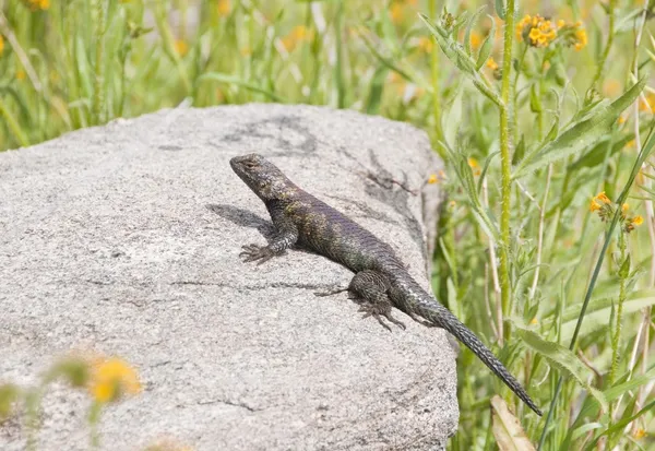 Lagarto espinoso de granito —  Fotos de Stock